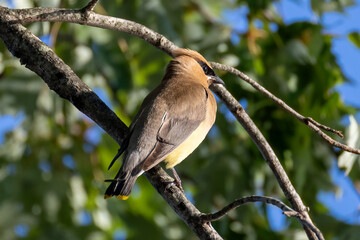 bird on a branch