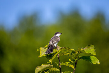 bird on a branch