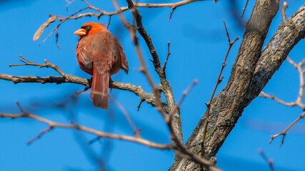Cardinal Perched on Branch in Winter