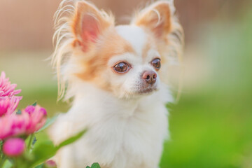 Chihuahua dog with a focus line on the eyes and blurred nature with flowers.