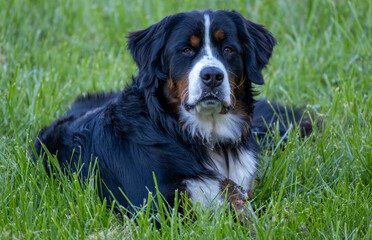 Bernese Mountain Dog Stare