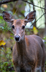 Doe Staring at Camera