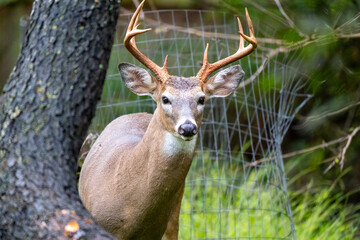Majestic Buck in the Backyard 
