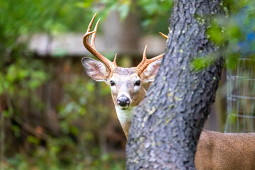 Majestic Buck in the Backyard 