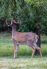 Majestic Buck in the Backyard 