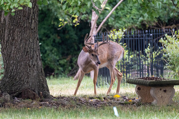 Majestic Buck in the Backyard 