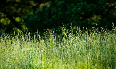 Lush Field and Forest Backdrop