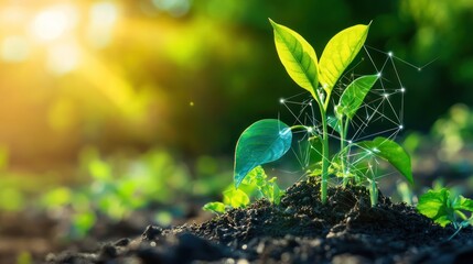 Young Plant Growing with Digital Network Overlay