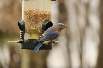 Blue Bird Feeding at Bird Feeder