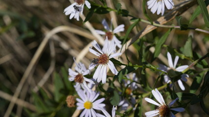 FIORE BIANCO CON INSETTO