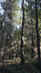 SOTTOBOSCO DI PINO MARITTIMO