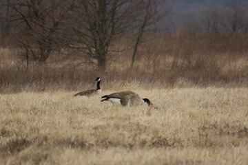 Canada Geese Feeding in Field