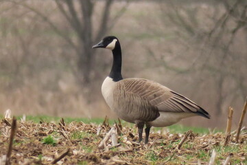 Canada Goose in Field