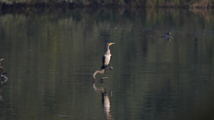 CORMORANO 