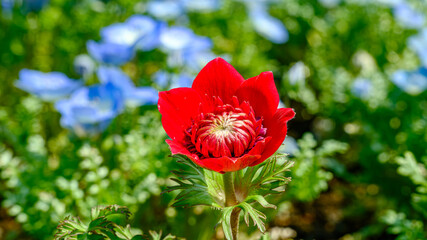 Obraz premium 赤のアネモネの花