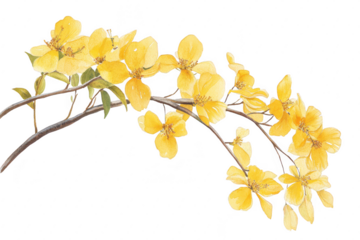 A delicate branch of yellow flowers gracefully arching against a clean white background. symbolizing springs arrival. perfect for nature-themed designs or floral arrangements