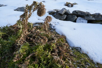 PRIMA NEVE AUTUNNALE SULLA VEGETAZIONE ALPINA