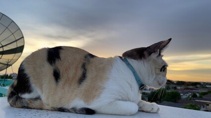 Calico Cat Resting on Rooftop at Sunset