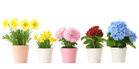 A display of blooming flowers in pastel pots. daffodils. daisies. and hydrangeas. set against a clean white background. ideal for spring-themed designs and gardening inspiration