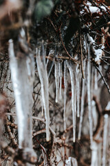 Autumn and spring icing and frosts.Icicles lined up along the vines of maiden grapes.Lots of sharp icicles on plants.Frosty weather.Icicles texture.