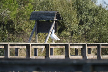 GABBIANO SULLA STACCIONATA