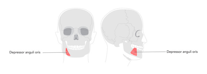 Depressor anguli oris - Human facial muscle labeled diagram that depresses the corners of the mouth contributing to frowning expressions, useful for medical and educational illustrations