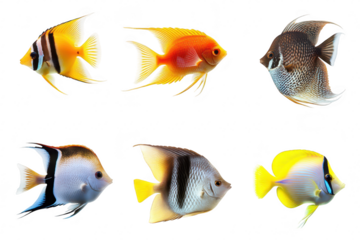 A collection of six tropical fish diverse colors and patterns. swimming gracefully against a clean white background. ideal for educational or decorative purposes