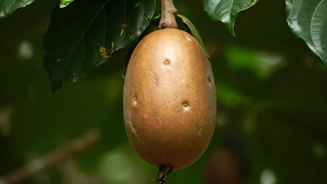 A close-up shot of a brown, ovate fruit hanging from a branch, with green foliage behind