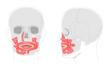 Oral muscles anatomy diagram, structures include orbicularis oris, zygomaticus major, zygomaticus minor, risorius, buccinator, mentalis, levator labii, depressor oris, educational reference