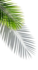 Obraz premium Green palm frond casting long shadow on white background palm leaf tropical
