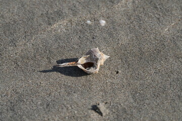 LUMACA DI MARE SULLA SPIAGGIA