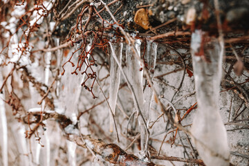  Lots of sharp icicles on plants.Frosty weather.Icicles Hanging from Branches on Stone Wall