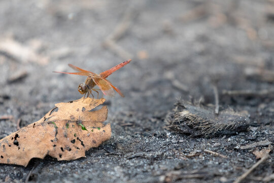 A vibrant dragonfly resting on a dry leaf.