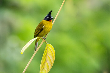 Portrait beautiful black-crested bulbul perched on a branch tree and green leaves background.Wildlife and nature concept.