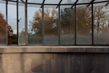 Naklejka premium Metal framed greenhouse windows with autumn forest reflection and weathered foundation wall