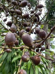 Foxtail Palm Fruit Cluster on Tree