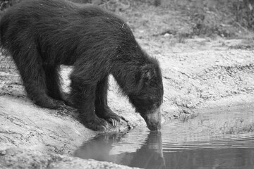 Portrait of a wild sloth bear drinking at a waterhole in Wilpattu national park, Sri Lanka.