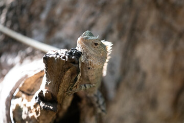 A chameleon lizard camouflaging itself on the bark of a tree.