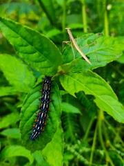 Praying Mantis And Thorn Caterpillar On Green Leaf In Lush Garden – Close-Up Insects