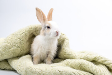 Lovely bunny easter fluffy baby rabbit playing on beautiful pastel colorful blanket on white background. Rabbit family in winter concept. animal symbol of easter day.