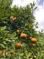 The image depicts a dense, leafy tree with numerous ripe, orange fruits hanging from its branches. The tree's glossy, green leaves are abundant, creating a lush canopy.