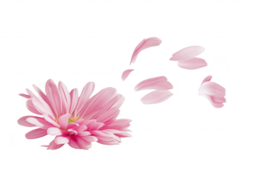 A delicate pink flower with petals gently falling away. symbolizing beauty and transience. set against a clean white background. ideal for themes of nature. fragility. and renewal