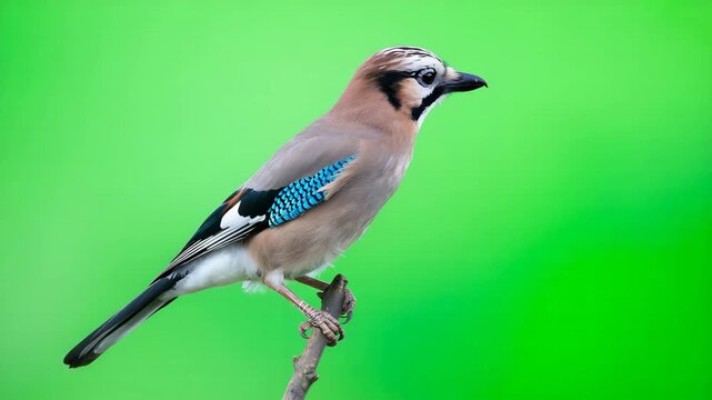 A vibrant eurasian jay perched gracefully on a branch against a blurred green background, showcasing its colorful plumage and captivating gaze in nature