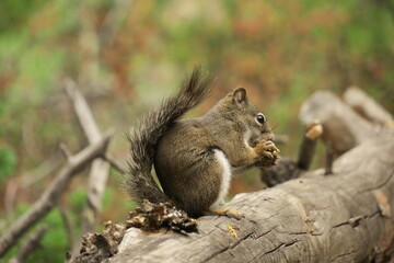 Squirrel Eating Nut on Rock
