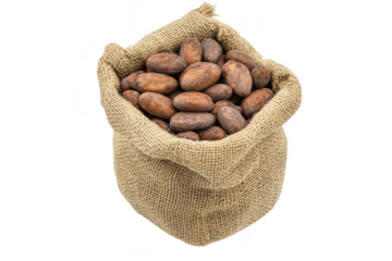 A burlap sack filled with raw cocoa beans. their rich. earthy tones and textures. set against a clean white background. ideal for culinary and agricultural themes