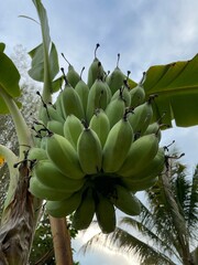 Namwa Banana Cluster on Tree