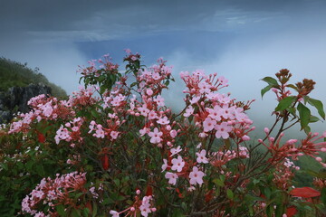 Luculia gratissima (Himalayan Snow Ball) ,dark green foliage and clusters of soft, deep pink flowers that emit a rich, sweet fragrance . Doi Luang Chiang Dao , THAILAND	