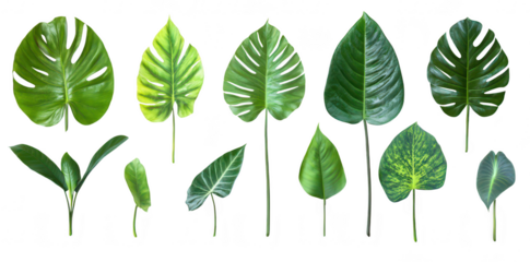 A collection of various tropical leaves diverse shapes. sizes. and textures. ideal for nature-themed designs. backgrounds. or botanical studies