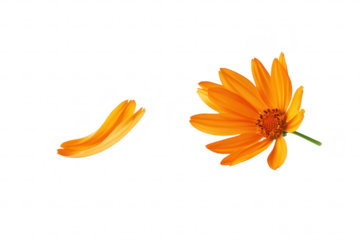 A orange flower with petals gently floating away against a clean white background. symbolizing beauty and transience. ideal for nature-themed designs or inspirational content