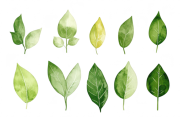 A collection of hand-painted watercolor leaves various shapes. sizes. and shades of green. ideal for nature-themed designs. backgrounds. or botanical illustrations
